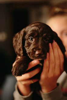 可爱黑色拉布拉多幼犬图片大全