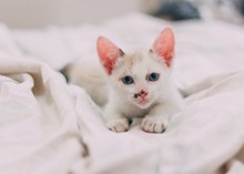 可爱呆萌白色幼猫高清图片