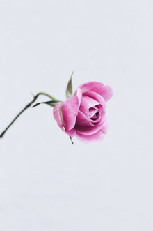 一枝粉色玫瑰花精美图片