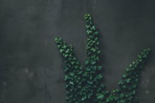 绿色爬山虎藤蔓植物图片大全
