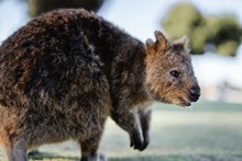 可爱澳洲小袋鼠高清图片