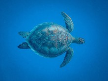 深海海龟高清图片