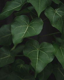 室内绿色叶子植物高清图片
