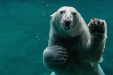水中拍摄北极熊高清图片