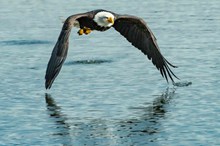 老鹰在水上飞行的高清图