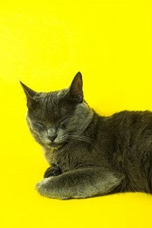 睡觉灰色猫咪 睡觉灰色猫咪大全图片大全