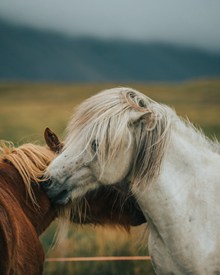 两匹马亲昵的图片素材