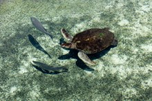 海底乌龟 海底乌龟大全大图图片素材