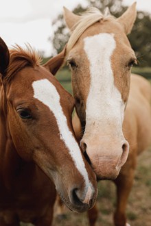 两匹马相亲相爱高清图