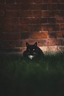 宠物纯黑猫品种高清图