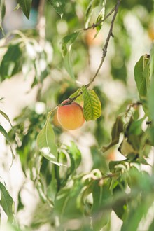 树上的水蜜桃 树上的水蜜桃大全高清图片