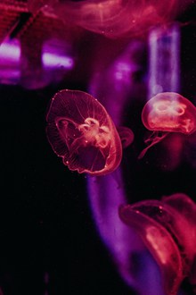 轻盈透明桃花水母高清图片