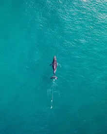 蓝色大海小海豚图片