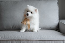 可爱白色萨摩耶幼犬 可爱白色萨摩耶幼犬大全精美图片