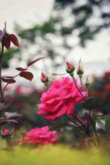 漂亮玫瑰花朵高清图片