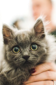 可爱灰色萌猫 可爱灰色萌猫大全高清图片