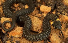 澳洲黑虎蛇图片素材