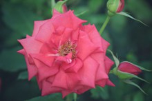 唯美红玫瑰花朵微距摄影图片