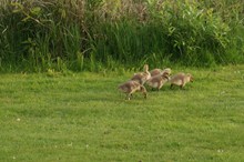 草地上的鸭群精美图片