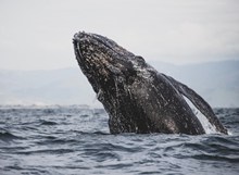 跃出水面的鲸精美图片