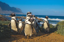 南非萌企鹅高清图片