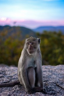 一只孤独猴子的图片素材
