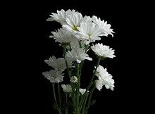 白色菊花束高清图片