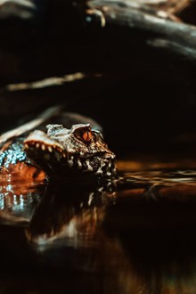 鳄鱼在水下的图片素材