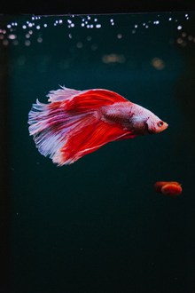 水中红色金鱼 水中红色金鱼大全精美图片