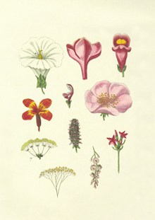 花朵绘画素材图谱图片下载
