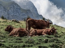 山上放养的黄牛精美图片