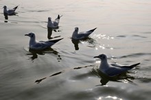 海鸥游水高清图