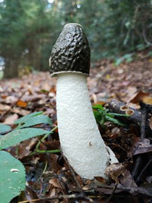 有毒野生蘑菇图片下载