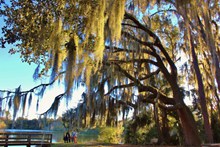 湖边柳树风景图片素材
