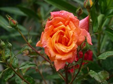 雨后鲜艳玫瑰花朵图片素材