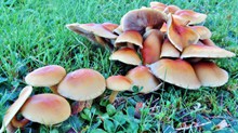 野生伞状蘑菇高清图片