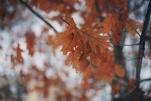 秋天唯美红色树叶高清图片