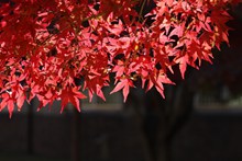高清秋天红枫叶图片下载