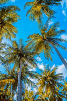 高大椰子树高清摄影图精美图片