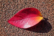 秋天落叶红色树叶精美图片