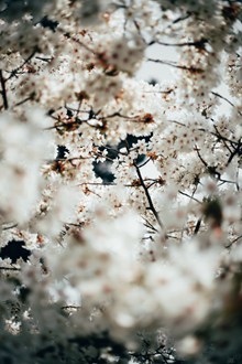 春天白色唯美樱花 春天白色唯美樱花大全图片素材