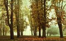 秋季树林景色欣赏图片大全