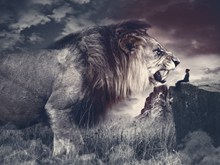 创意凶猛大狮子 创意凶猛大狮子大全精美图片