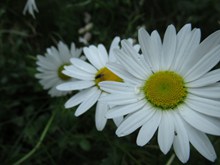 白色雏菊花微距高清图