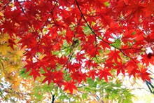 红枫叶树风景高清高清图片