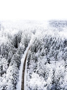 冬季白雪树林风景图片大全