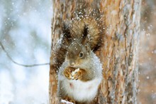 可爱松鼠雪中觅食高清图