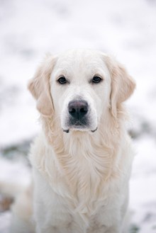 白色帅气金毛犬图片