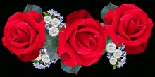 三朵红色玫瑰花 三朵红色玫瑰花大全图片大全