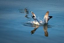 水中嬉戏的海鸥图片素材